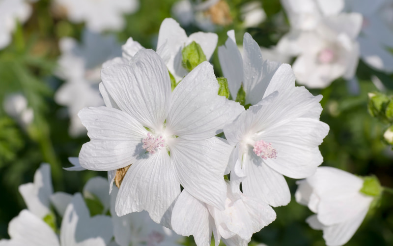 ムスクの花