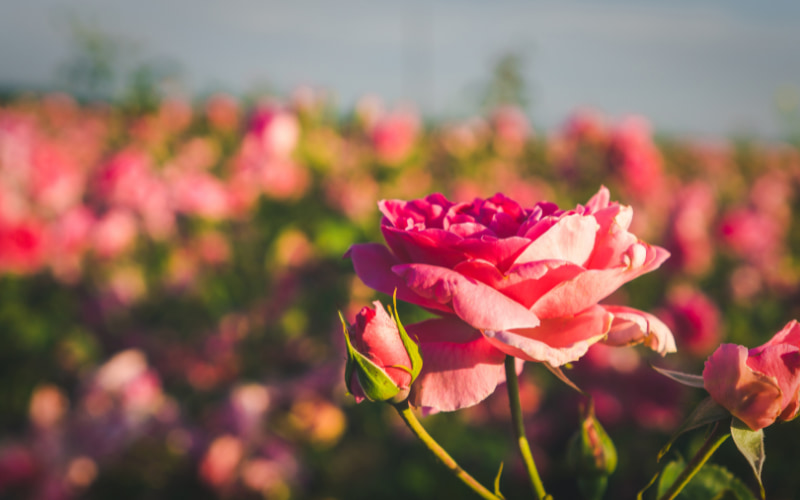 バラの花