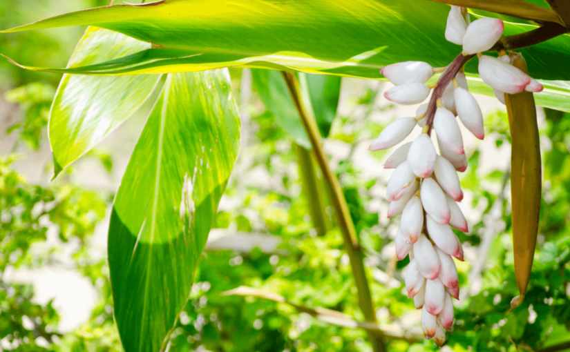 沖縄で愛される爽やかな香り「月桃(ゲットウ)」効果・効能とおすすめの使い方