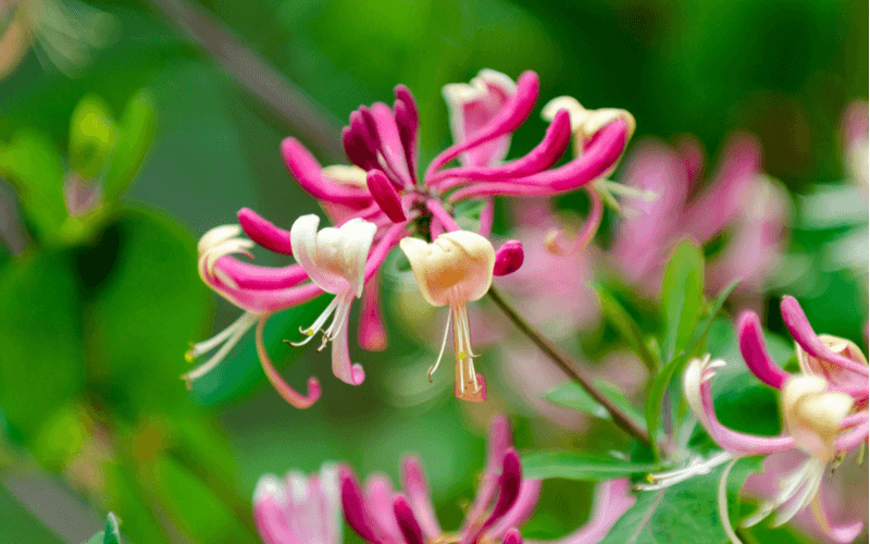 甘美な香りが魅力的なハニーサックルの香水！お勧めのボディケア商品