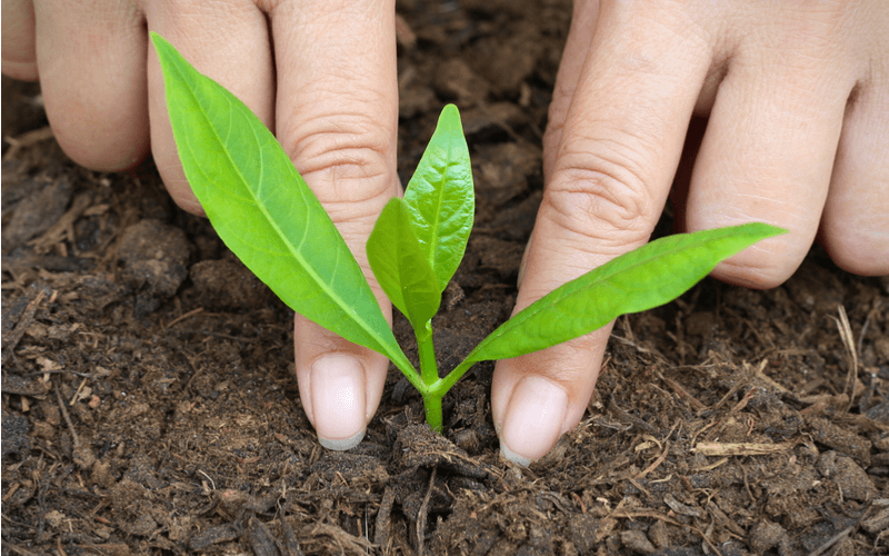 観葉植物は香りも楽しめる！香りから選ぶおすすめの観葉植物7種