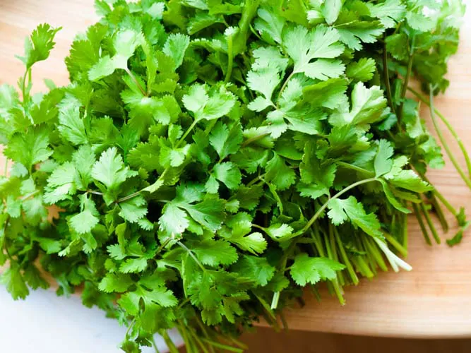 コリアンダー精油（エッセンシャルオイル）の香りでやる気アップ！消臭