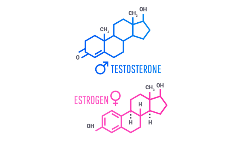 女性ホルモンと男性ホルモン