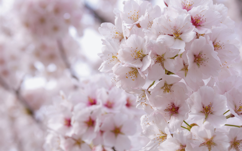 桜