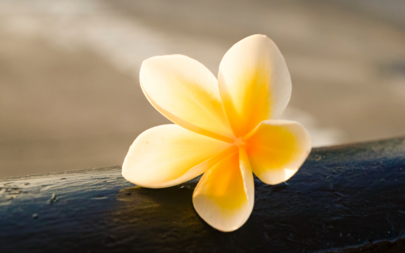 プルメリアの香りの香水おすすめ14選！レディース＆メンズ向けを紹介