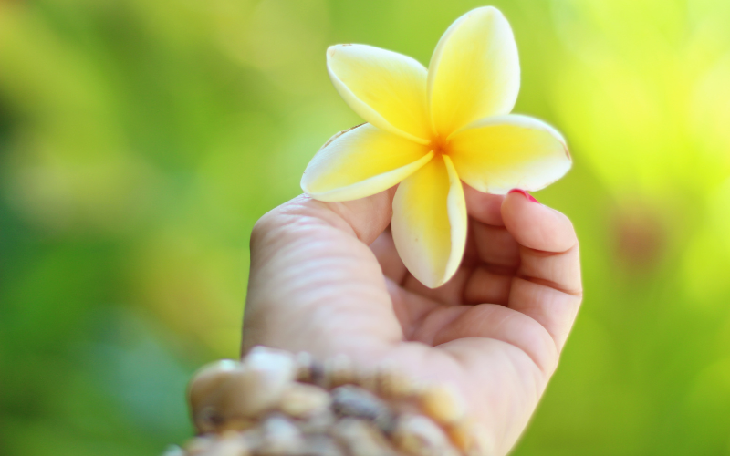 プルメリアの香りの香水おすすめ14選！レディース＆メンズ向けを紹介